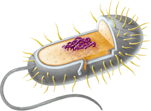 DocEukaryote